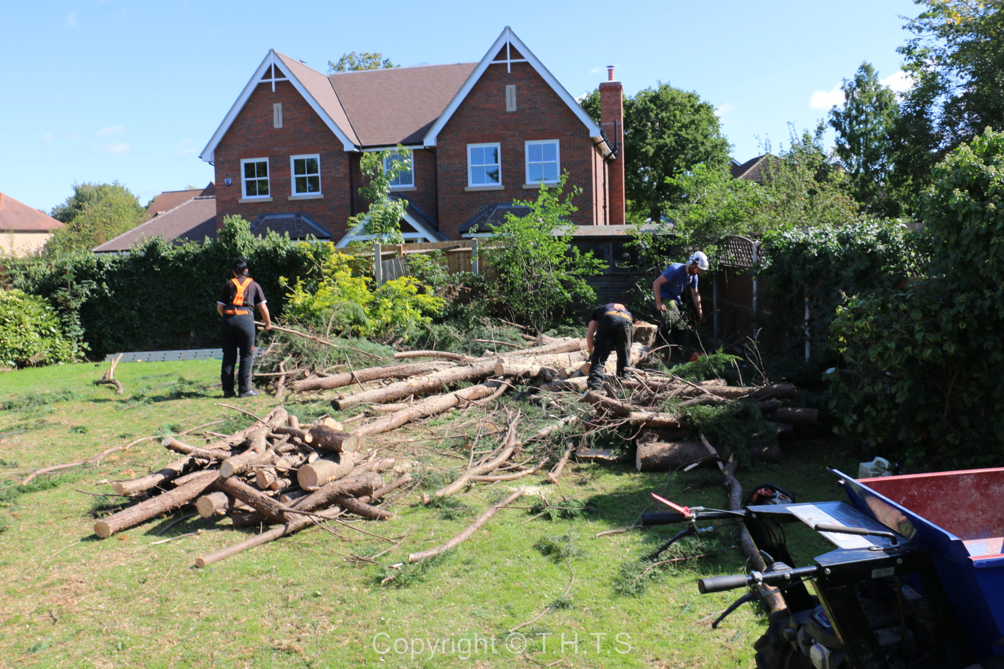 What to Look for When Employing Tree Surgeons?